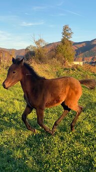 Krásna arabská kobylka na predaj - 3