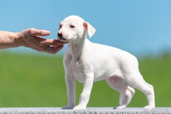 whippet/vipet s PP - 3