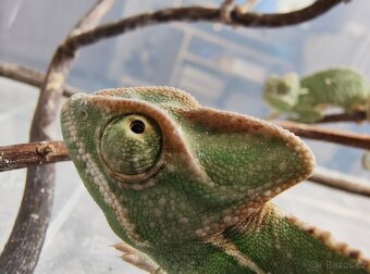 Chameleon jemenský - mláďata - 3