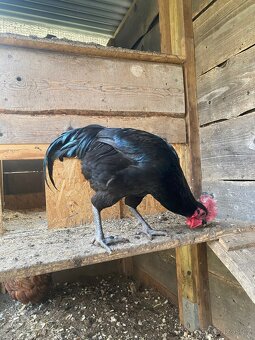 Kohouti ayam krizenci - 3
