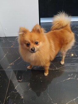 Pomeranian - 3