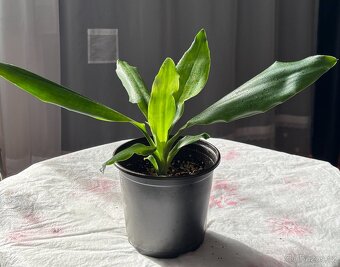 SLEVA⤵️ Dracéna, Dracaena fragrans - 3