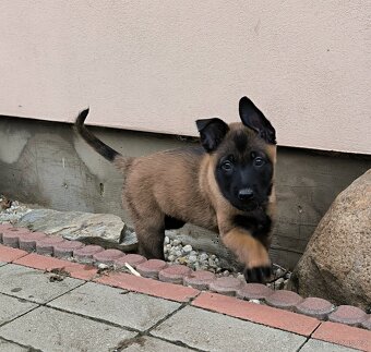 Belgický ovčák malinois s pp - 3
