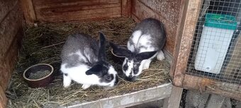 Králík kříženec - 3