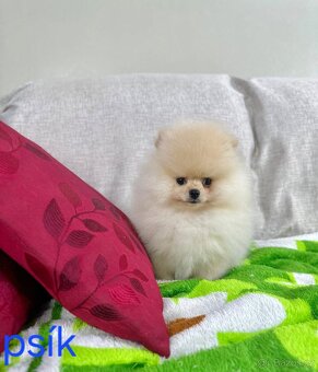 Pomeranian mini - 3