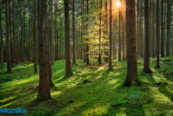 Prodej lesních pozemků v k.u. Strážná. CP 58908 m2. - 3