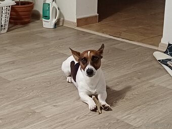 Jack Russel terier - 3