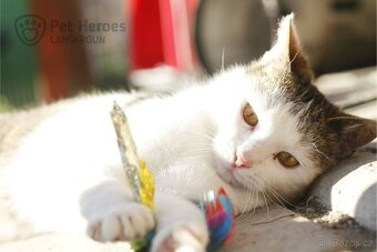 Shrek ❤ roztomilé kotě ❤ - 3