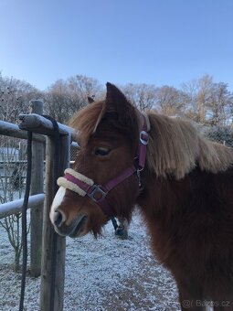 Kobylky shetland - 3