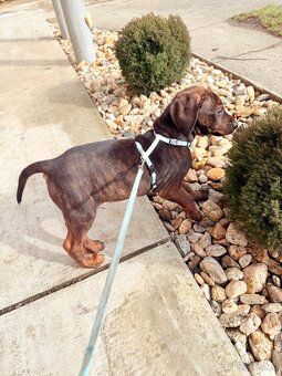 Labrador x Stafford - 3