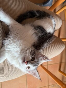 Mainská mývalí koťátka - 3