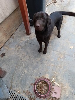 Hnědý labrador - 3