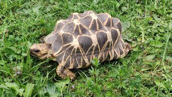 Geochelone Platynota - 3