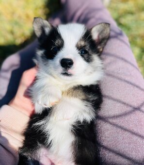 Welsh corgi pembroke s PP (FCI) - 3
