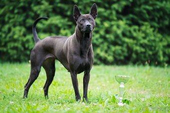 Thajský ridgeback s PP, Thai ridgeback - 3
