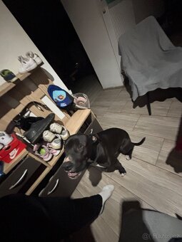 Daruju 1 leteho pitbulla - 3