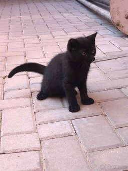KOCOUŘI 🐱 - 3