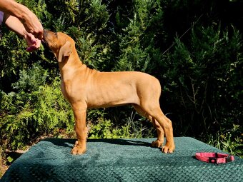 Rhodéský ridgeback s PP nestandartni pejsek 🩷 - 3
