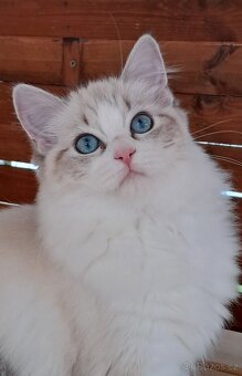 Kočička ragdoll s PP - 3