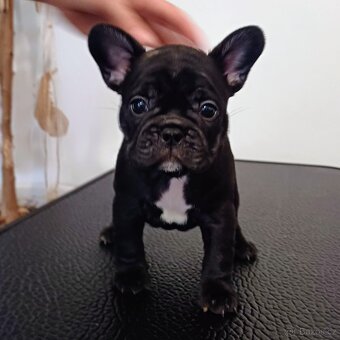 Francouzský buldoček s PP - 3