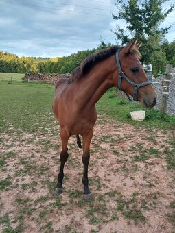 hřebec český teplokrevník - 3