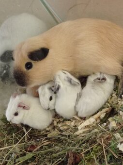 Morčata kalifornská - 3