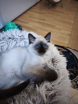 Ragdoll kočička s pp. - 3