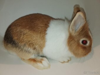 Zakrslý králíček bez PP sameček Gimmy - 3