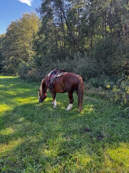 Valach-pronájem - 3