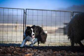 Border kolie s PP, krycí pes - 3