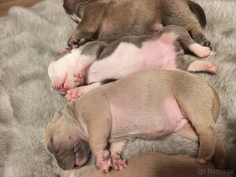 American Bully Standard - 3