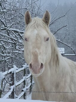 Připouštění Qh cremello hřebcem - 3