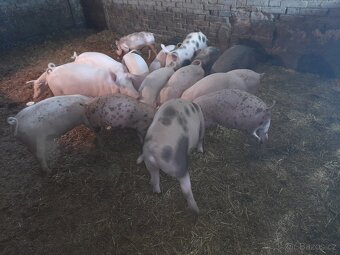 Prase zabíjačka selata - 3