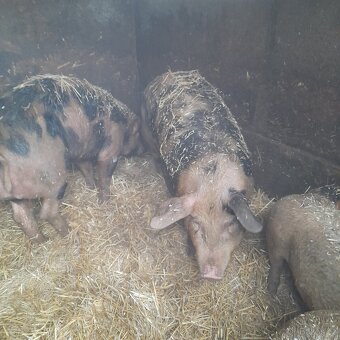 Vykrmené prase - 3