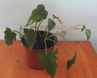 Dracéna - 3 kmínky 2x, Filodendron 2x - 3