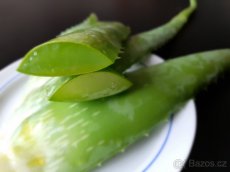 ALOE VERA - „domácí lékárnička“ - 3
