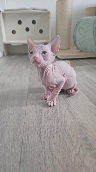 Koťátka Don sphynx bez PP - 3