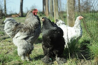 Násadová vejce brahmánky černé a modré - 3