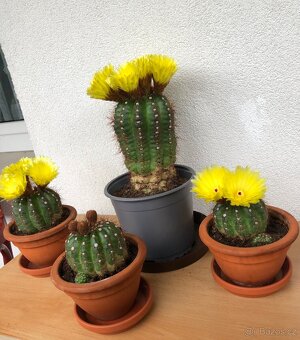 Veliké kvetoucí kaktusy - Notocactus ottonis - 3