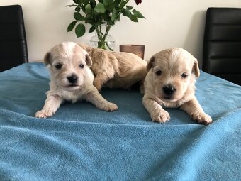 Maltipoo štěňátka - 3