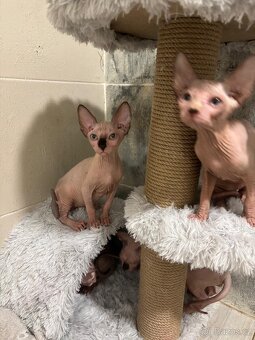 Kanadský sphyx - 3