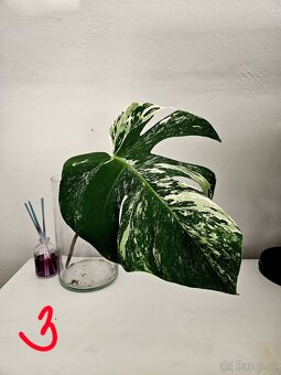 Monstera albo - 3
