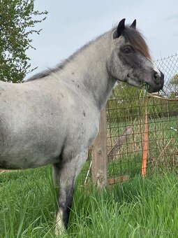 Ponny 120 cm - 3