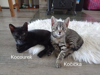 Koťata - 3