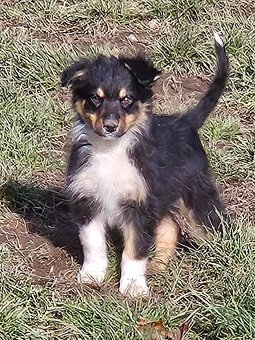 Australský ovčák - 3