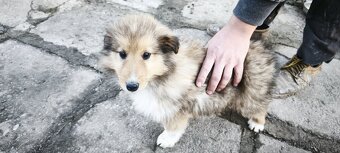 Kolie dlouhosrstá - 3