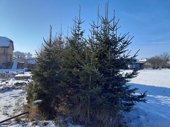 Vánoční stromek smrk - 3