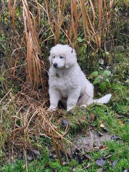 Slovenský čuvač - 3