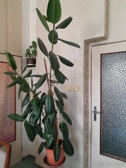 Fíkus velký180 cm - 3