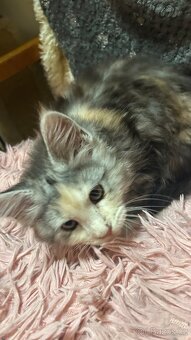 Mainska Mývalí - 3